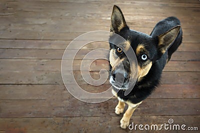 Shepherd dog heterochromia portrait on background of wood deck with copy space Stock Photo