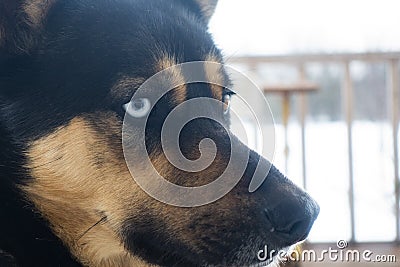 Shepherd dog heterochromia portrait winter outdors Stock Photo