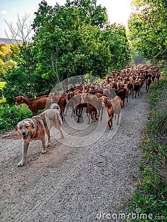 Shepherd dog leading goats on a dirt path in Spain Stock Photo