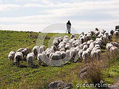 Shepherd and flock Stock Photo