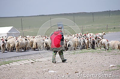 Shepherd With Flock Editorial Stock Photo