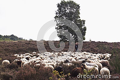 Shepherd and flock of sheep, Havelte, Holland Editorial Stock Photo