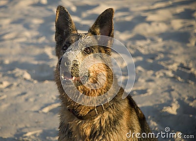 Shepherd german; Stock Photo