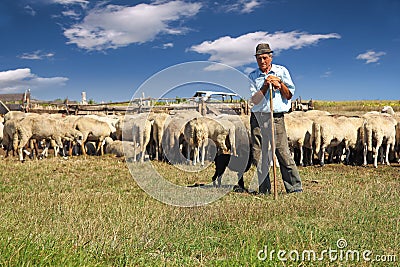 Shepherd with grazing sheep Stock Photo