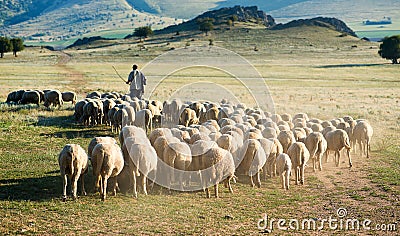 Shepherd and herd of sheep Stock Photo