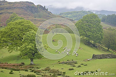 Shepherd herding sheep on Coniston Fells Stock Photo