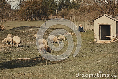 Shepherd herding sheep in a green meadow. Rural tourism concept Stock Photo