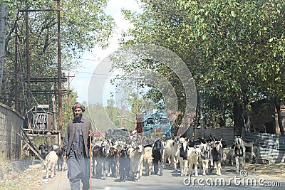 A shepherd with his flock of goats in Pahalgam, Kashmir Editorial Stock Photo