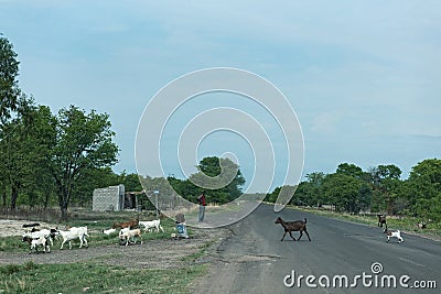 Shepherd with his goat herd on the M10 road between Kazungula and Sesheke in southern Zambia parallel to the Zambezi River Editorial Stock Photo