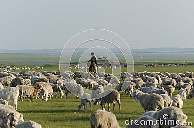 A Shepherd and His herd in Inner Mongolia Editorial Stock Photo