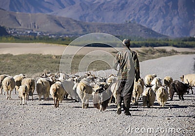 Shepherd with his sheep - Tibet Editorial Stock Photo