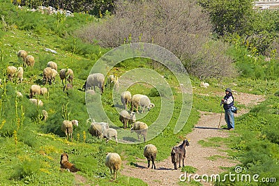 Shepherd with his sheep, Turkey Editorial Stock Photo