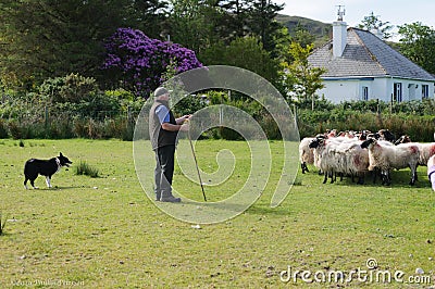 Shepherd holding a staff watches sheep Editorial Stock Photo