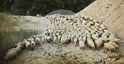 Shepherd with its flock, old photo Stock Photo