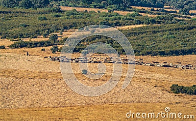 Shepherd leading the cattle in the plain Stock Photo