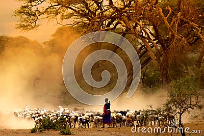 Shepherd leading a flock of goats Editorial Stock Photo