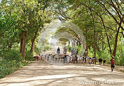 Shepherd leading a flock of goats in North Kenya Editorial Stock Photo