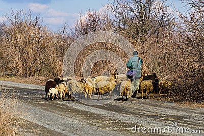 Shepherd leading flock of the sheep on asphalt road Stock Photo