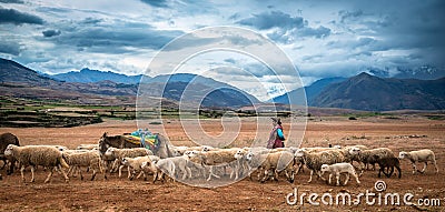 Shepherd leading herd of sheep Editorial Stock Photo