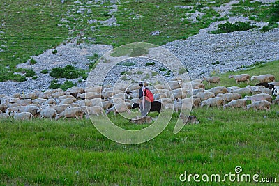 shepherd leading his sheep to pasture in Abruzzo Stock Photo