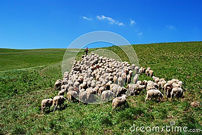 Shepherd leads his sheep Stock Photo