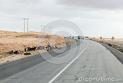 A shepherd leads a small herd of goats along the side the intercity route near Maan city in Jordan Editorial Stock Photo