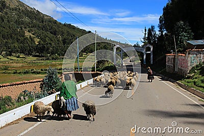 Shepherd managing her sheeps on peruvian street Editorial Stock Photo