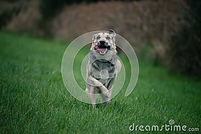 Shepherd Mix dog runnig in grass Stock Photo