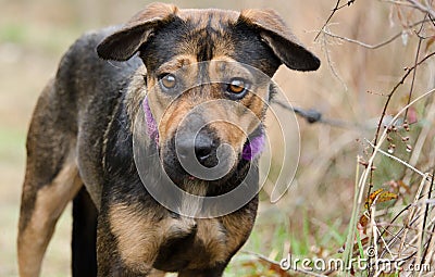 Shepherd mixed breed dog Stock Photo