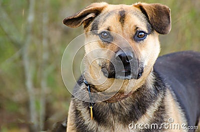 Shepherd mixed breed dog Stock Photo