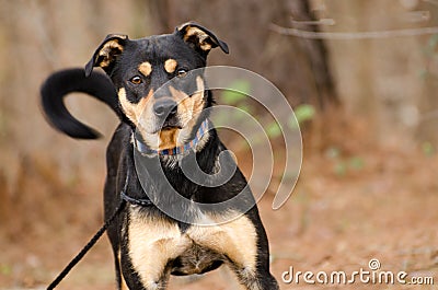 Shepherd mixed breed dog Stock Photo