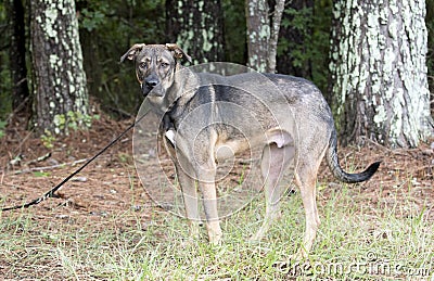 Shepherd mixed breed mutt dog pet adoption photo Stock Photo