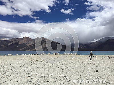 The shepherd , pangong lake , Ladakh ,incredible India Editorial Stock Photo