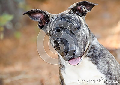 Shepherd Pit Bull Mix Puppy Adoption Photo Stock Photo