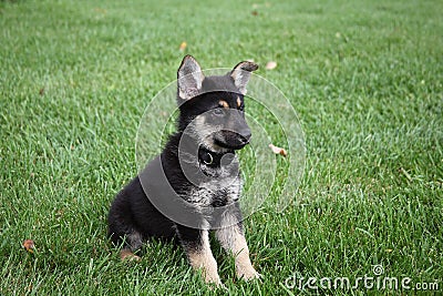 Shepherd puppy Stock Photo