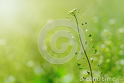 Shepherd Purse, Capsella bursa pastoris, Flower Stock Photo