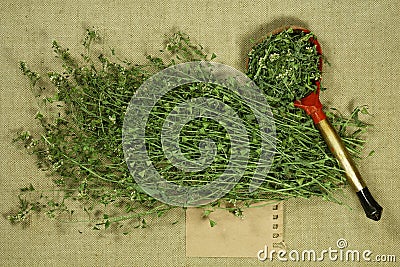 Shepherd purse. Dry herb for use in alternative medicine, phytotherapy. Stock Photo