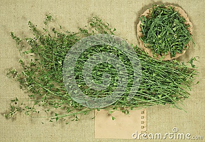Shepherd purse. Dry herb for use in alternative medicine, phytotherapy Stock Photo