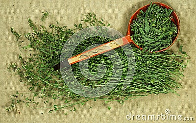 Shepherd purse. Dry herb for use in alternative medicine, phytotherapy Stock Photo