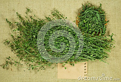 Shepherd purse. Dry herbs. Herbal medicine, phytotherapy medicinal herbs. Stock Photo