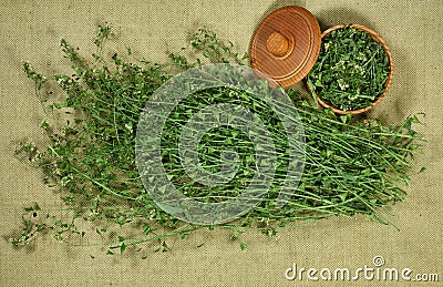 Shepherd purse. Dry herbs. Herbal medicine, phytotherapy medicinal herbs. Stock Photo