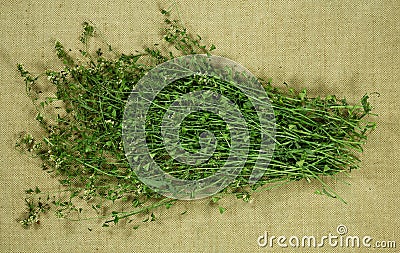 Shepherd purse. Dry herbs. Herbal medicine, phytotherapy medicinal herbs. Stock Photo