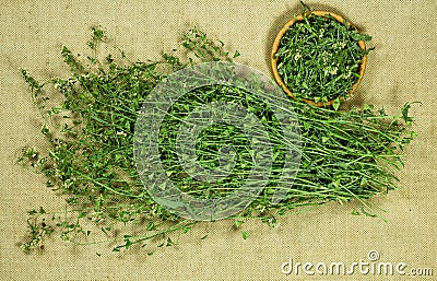 Shepherd purse. Dry herbs. Herbal medicine, phytotherapy medicinal herbs. Stock Photo
