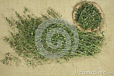 Shepherd purse. Dry herbs for use in alternative medicine, phytotherapy, spa or herbal cosmetics. Preparing infusions, decoctions Stock Photo