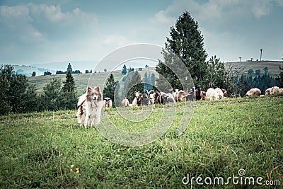 shepherd`s dog on the pasture Stock Photo