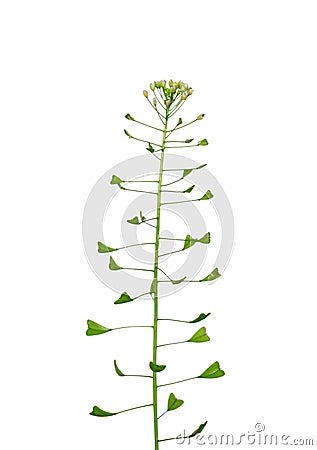 Shepherd's-purse (Capsella bursa-pastoris) Stock Photo