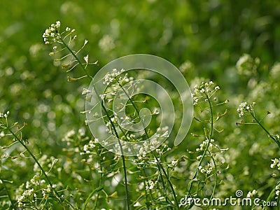 Shepherd's-purse - Capsella bursa pastoris Stock Photo