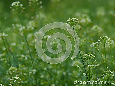 Shepherd's-purse - Capsella bursa pastoris Stock Photo