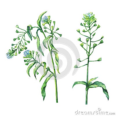 Shepherd`s purse Capsella bursa-pastoris, flowering plant with white small flowers. Stock Photo