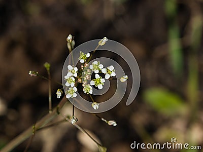 Shepherd`s-purse or Capsella bursa-pastoris flowers close-up, selective focus, shallow DOF Stock Photo